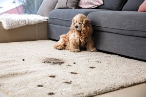 How To Clean Up After Your Pets If You Have Pet Stains On The Carpets
