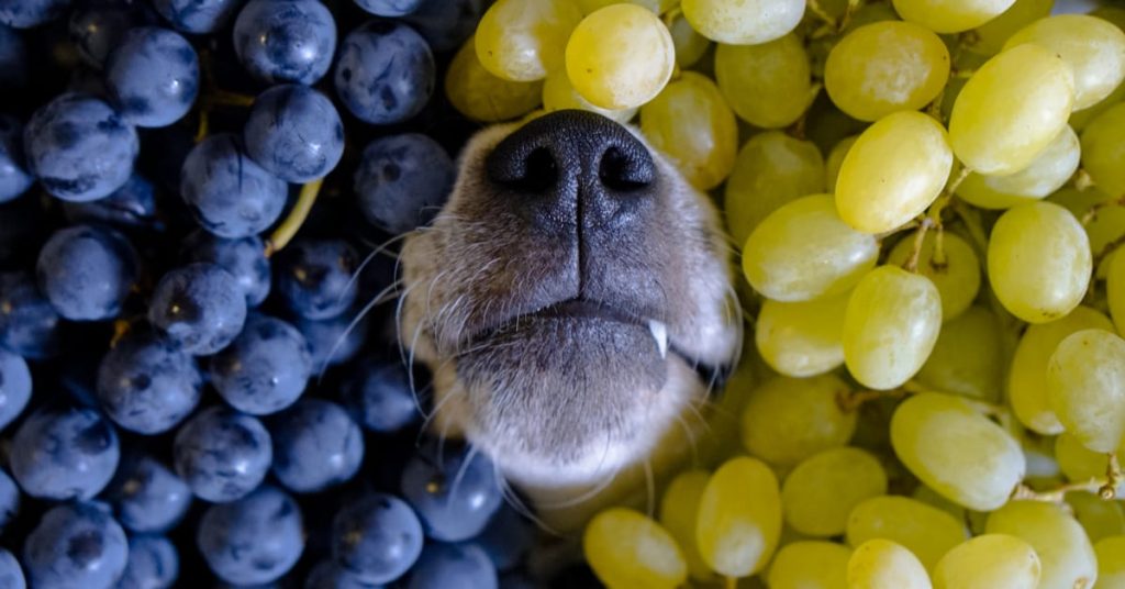 Why Grapes Are So Toxic For Dogs?