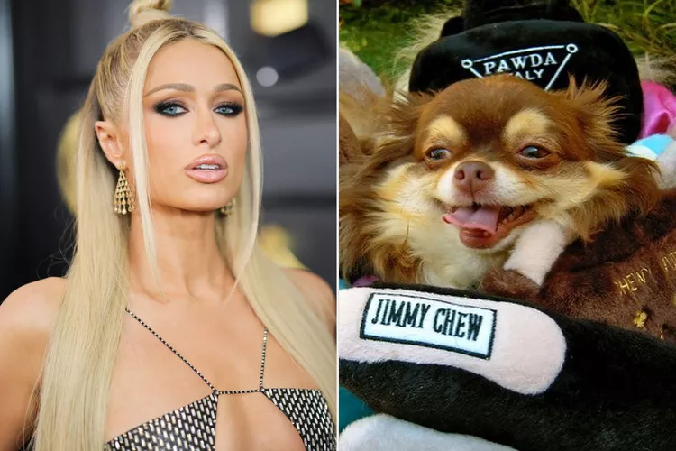 Loved Canine of Paris Hilton 23 and dead Words Cannot Describe the Excruciating Pain I'm Currently Feeling